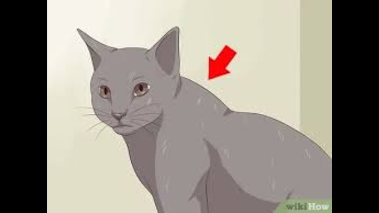 How to deactivate a Cat😱😲