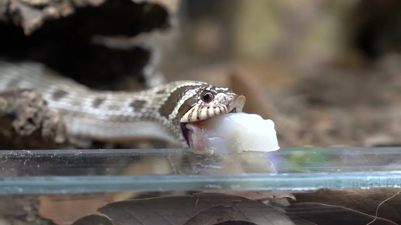 Western Hognose Snakes Love FISH (Part 3)