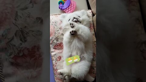 "Too Cute! Watch This Dog's Hilarious Antics"