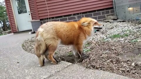 Foxes That go hehehehehe