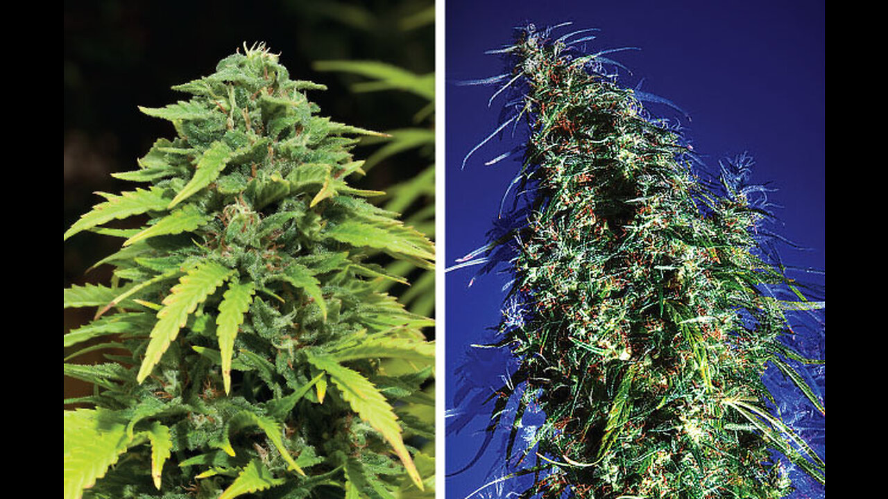 SATIVA VS INDICA HYBRID IN TERPOLOGICAL DNA