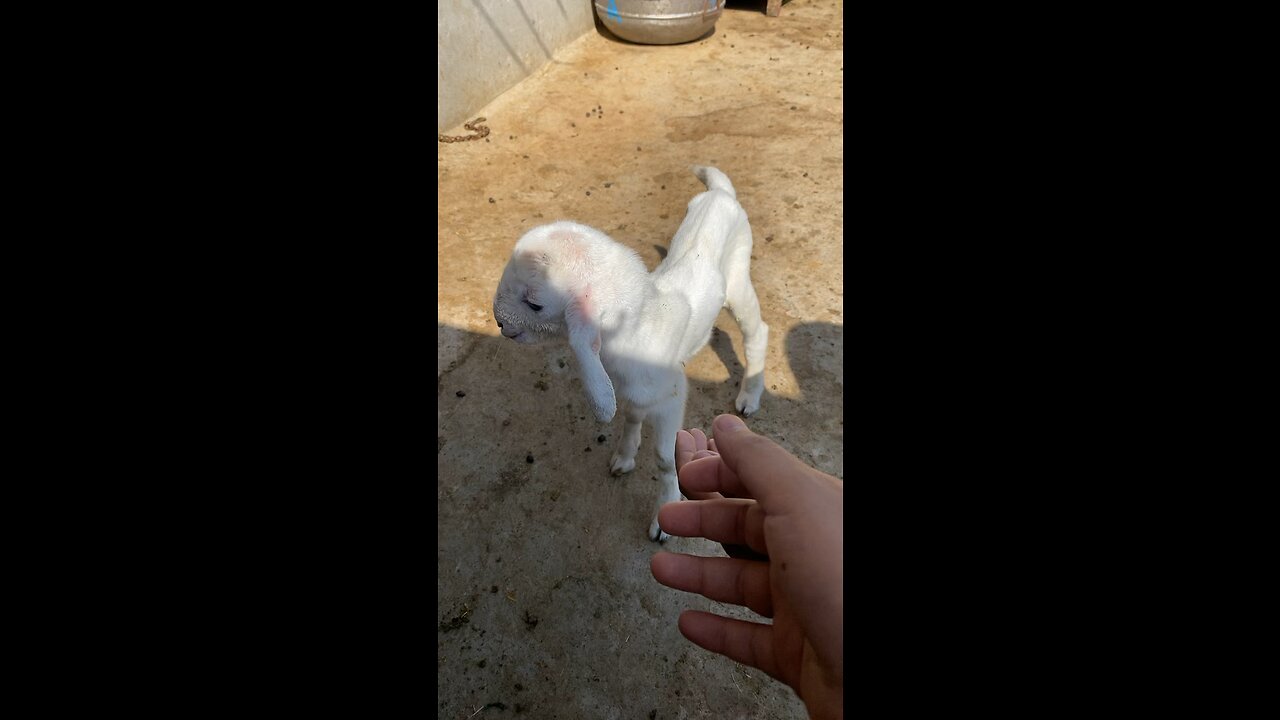 The Astonishing Journey of a Day-Old Goat 🐐