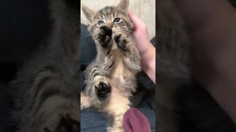 Fearful and Angy Smol learns to love hooman contact