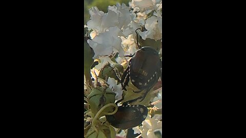 Japanese Beetles In Bloom