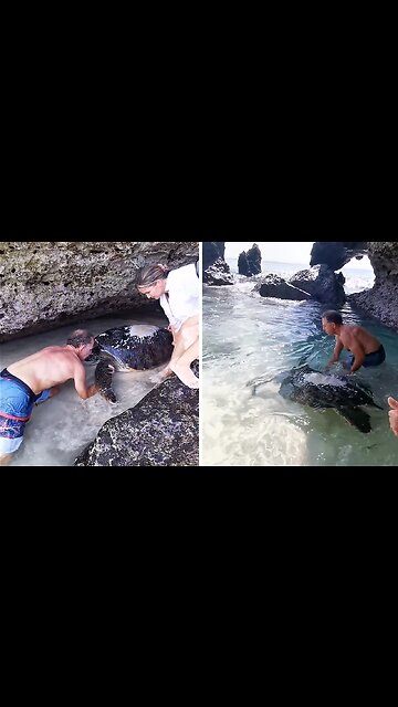 Heroes Save Giant Turtle Trapped In Rope