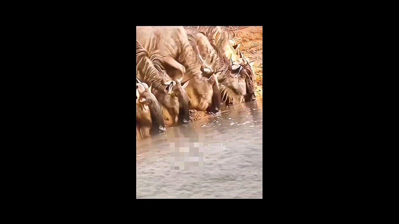 The incredible action of crocodile that took the life of the wild beast