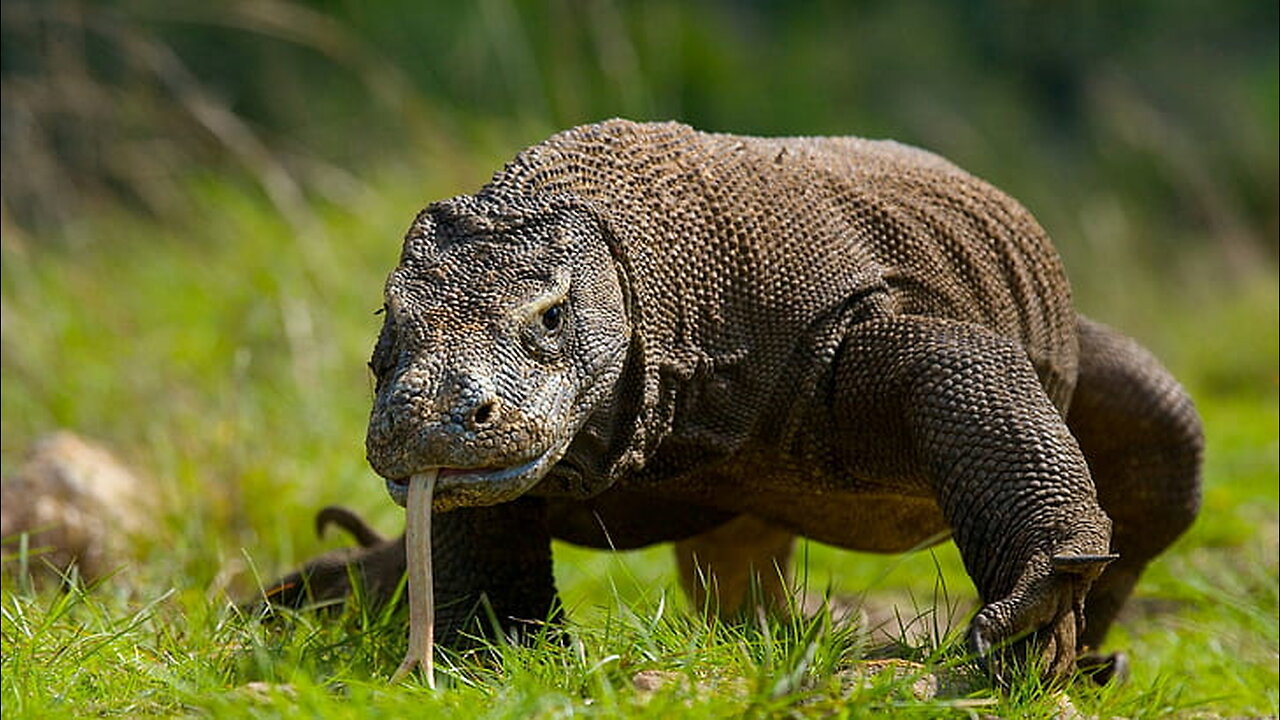 Goats don't think that Komodo dragons are that fast😱