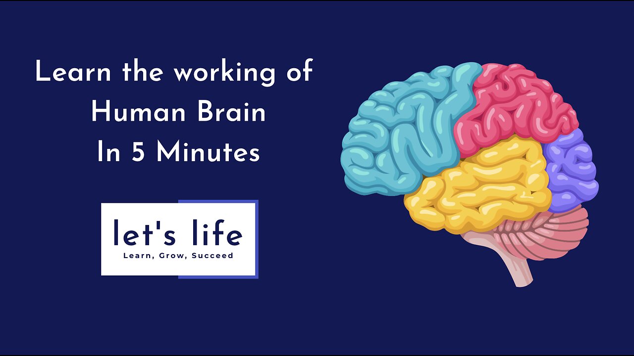 Unleash Your Brainpower: The Human Brain Explained in Just 5 Minutes! 🧠✨