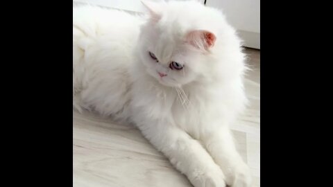 funny cat videos | cute cat videos |cute animals | funny cats #shorts