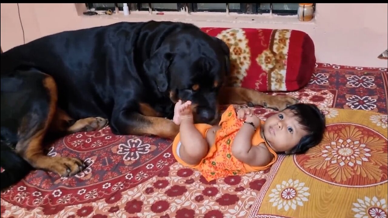 Jerry and Aaru are made for each other | Dog protecting baby | earn money online |