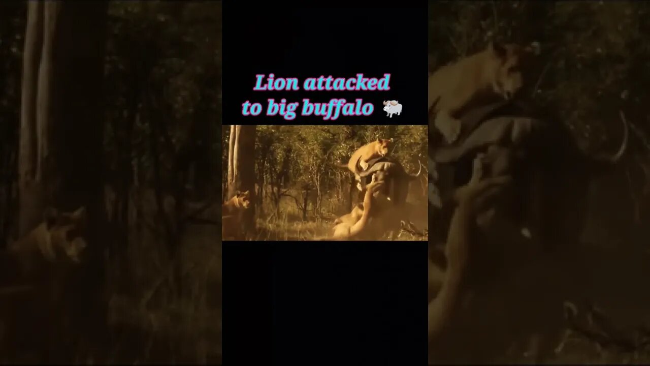 Lions attacked to big Buffalo #shorts #youtubeshorts #shortvideo