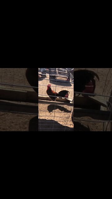 Slammin Jammins @LivingWaterFarms247