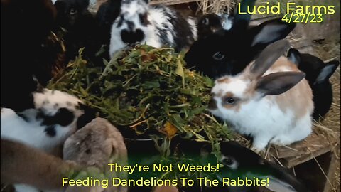 They're Not Weeds! Feeding Dandelions To The Rabbits! 4/27/23 Lucid Farms.