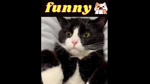 Funny Cats