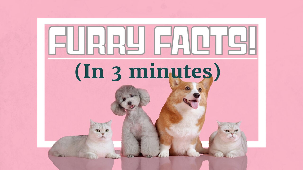 Interesting Facts About Our Furry Friends!