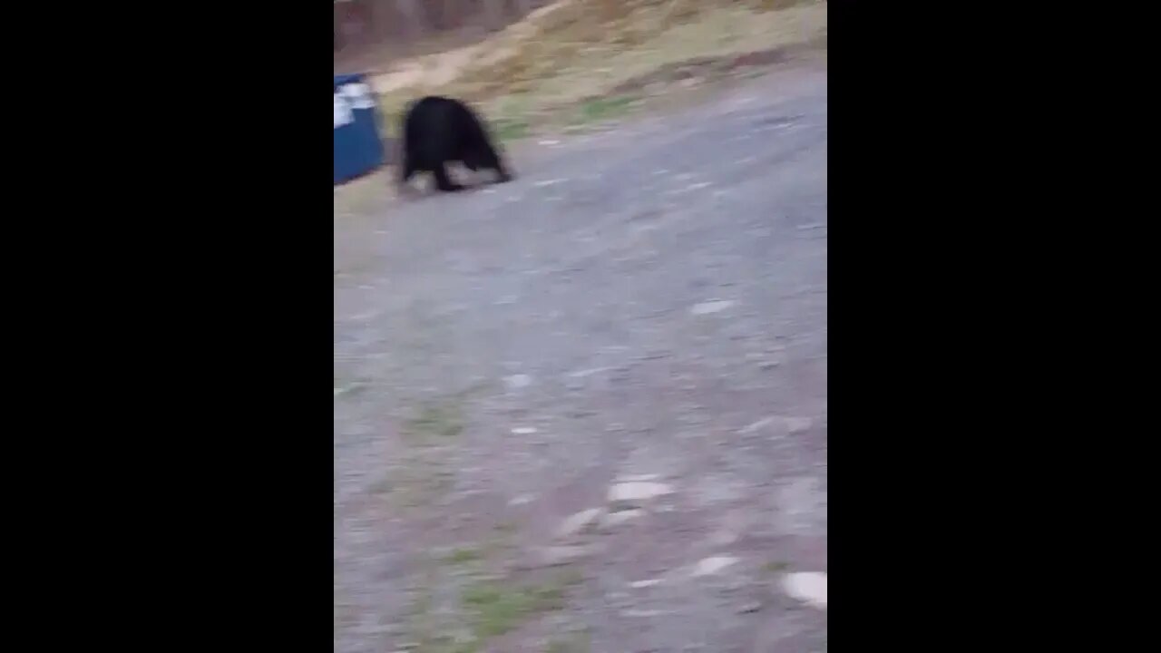 Lynx 12 AK Shotgun to scare off BEAR