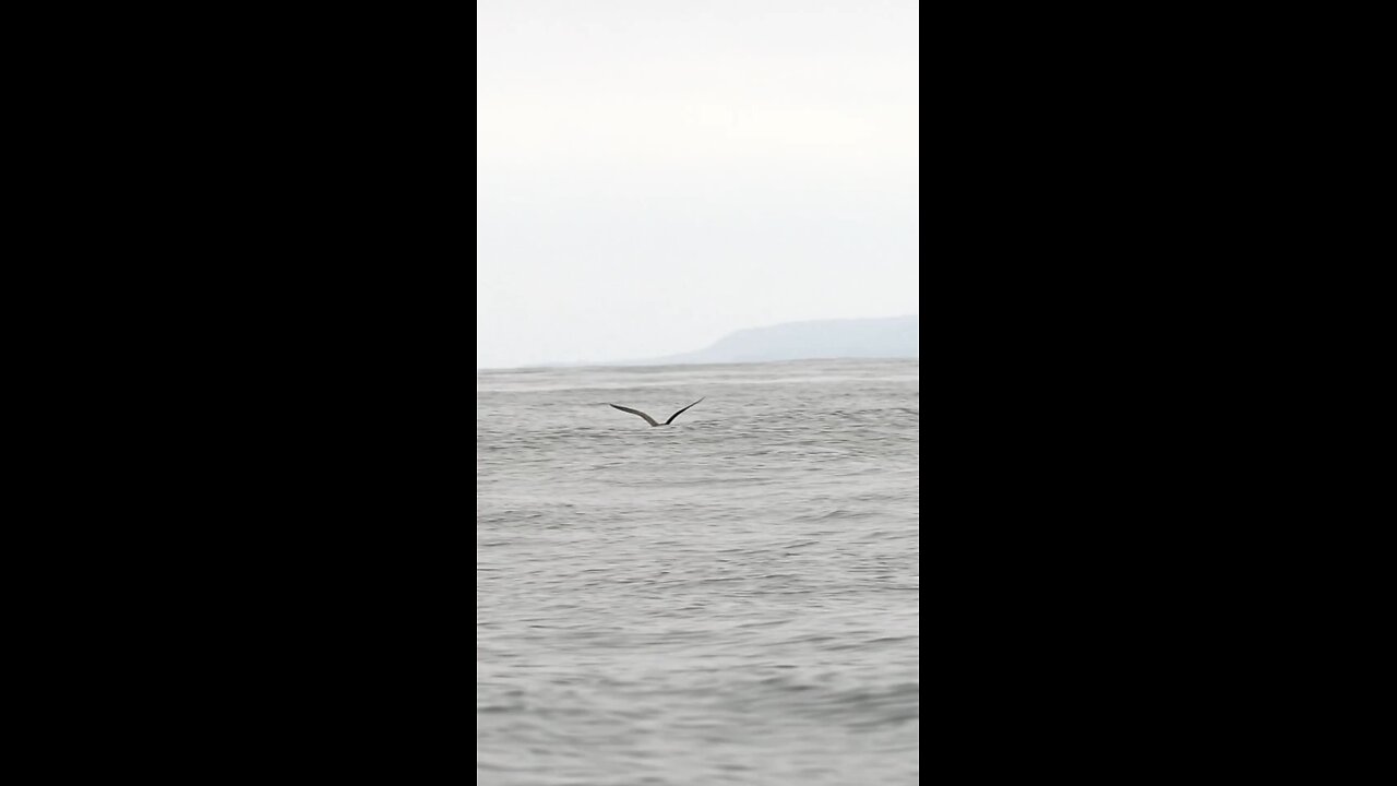 leaping into #2024 with as much enthusiasm as this humback whale !