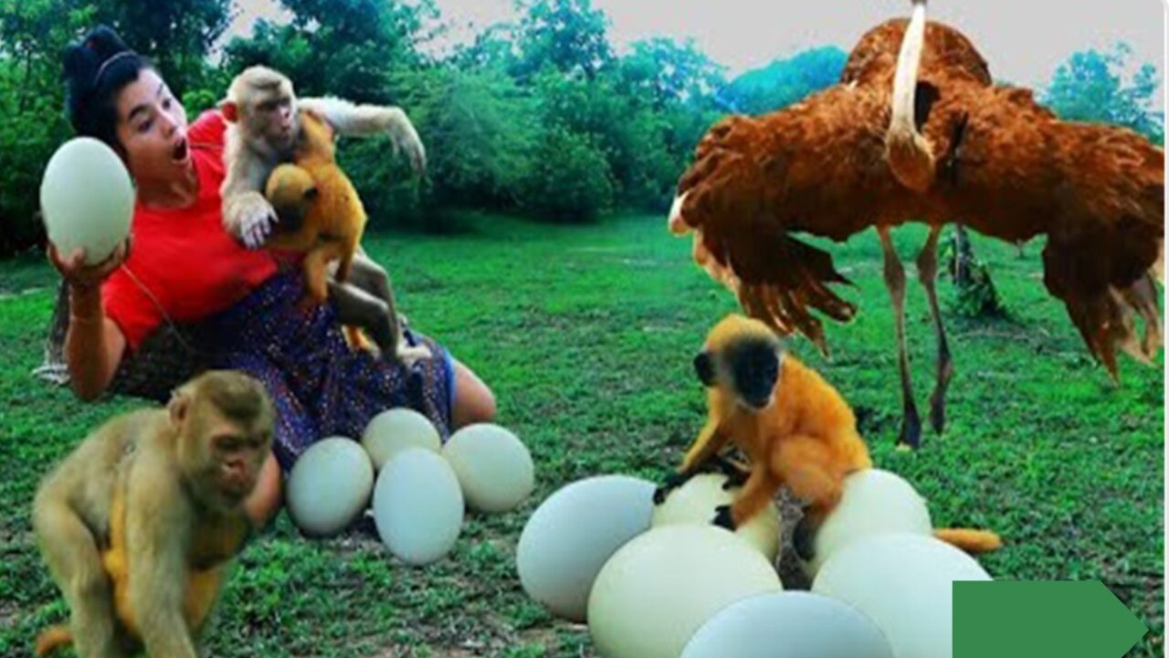 Women run Catch Monkey meet with Ostrich Egg Egg for dog and Monkey eat - Village Chef