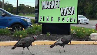 Birds of a feather bring people together: Meet 'The Real Turkeys of Beverly Hills'