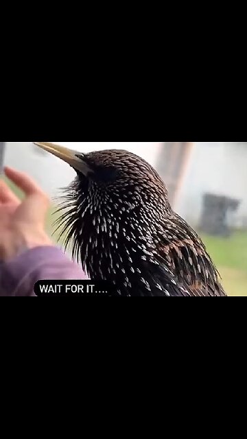 WHAT AN AMAZING BIRD. MIMICS EVERY SOUND IT'S EVER HEARD I GUESS 😲