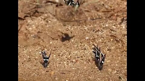 Green Dragontail Butterfly