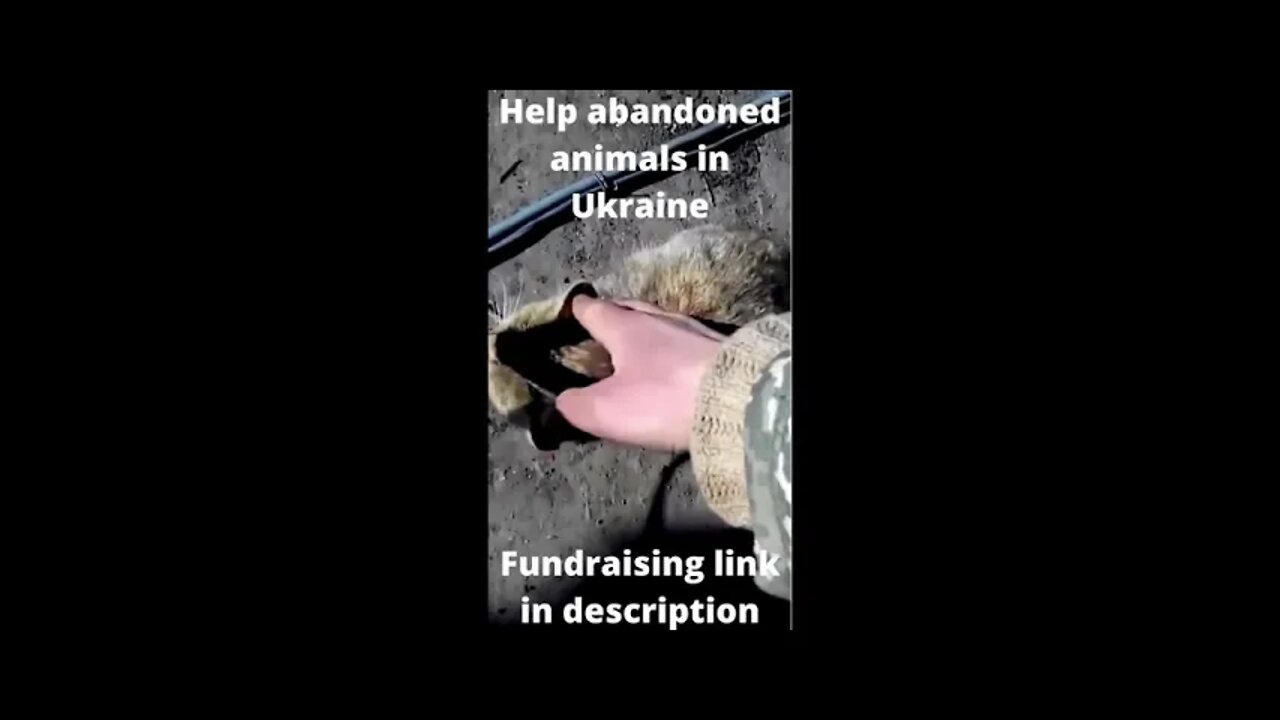 Help abandoned animals in Ukraine