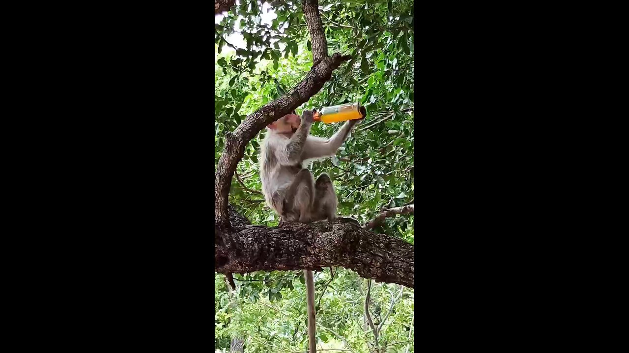 monkey drinking beer🤪