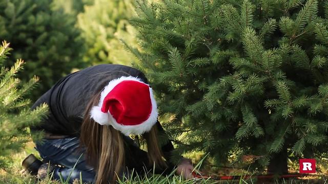 A Very Jewish Christmas: Cutting down a Christmas tree for the first time