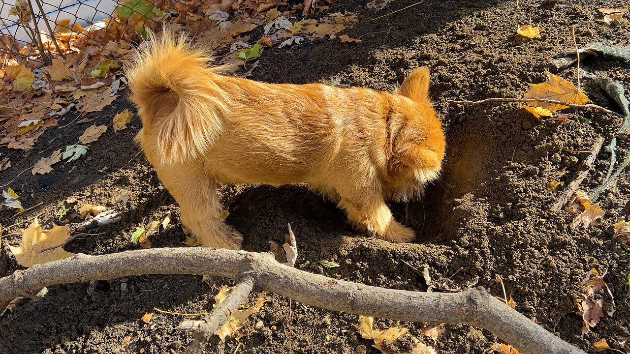 Golden puppy digging in the golden sunset