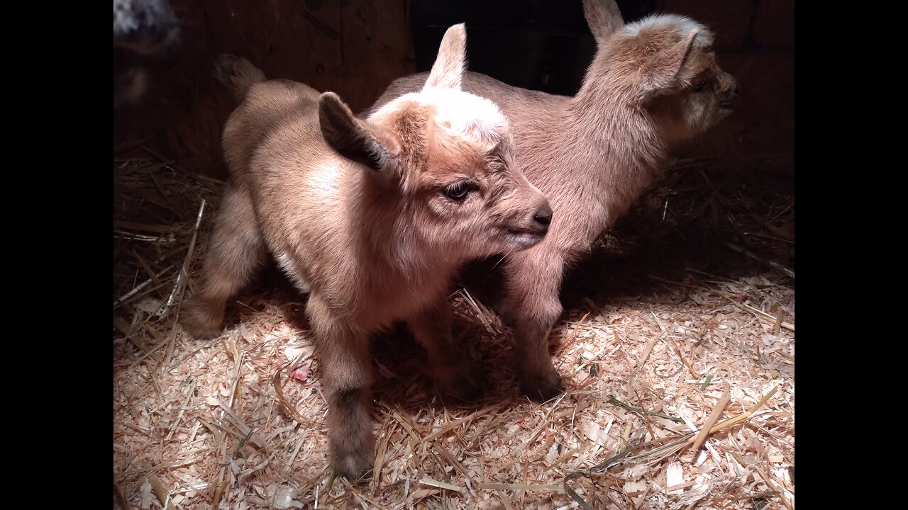 Adorable Baby Goats/Nigerian Dwarf Kid Compilation Part Two