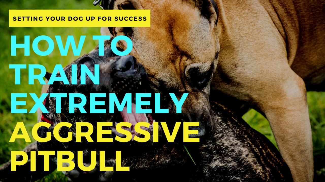 LEASH REACTIVE ►►How To Train Extremely Aggressive Pitbull!