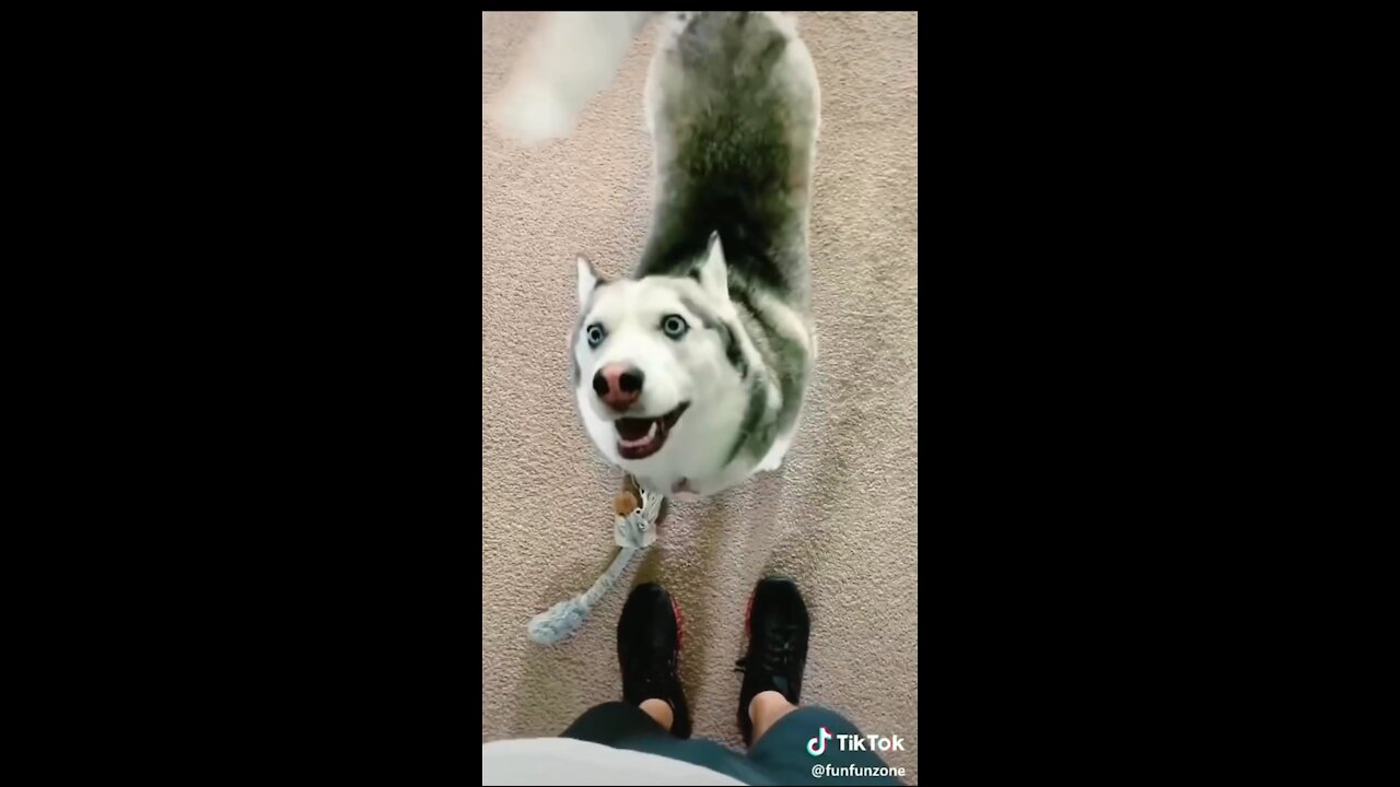 Fluffy and Mischievous Siberian Husky - TikTok Dogs (#Funny #Animals #442)