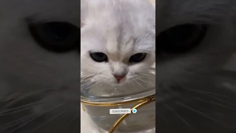 funny cat videos | cute cat videos| cute animals funny cats #shorts #shortsfunny #cutecat #funnycat
