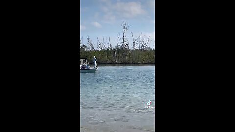 Keewaydin Island Dolphins PT 2 #Keewaydin #Dolphin #FYP #Island #mywalksinparadise #IslandLife