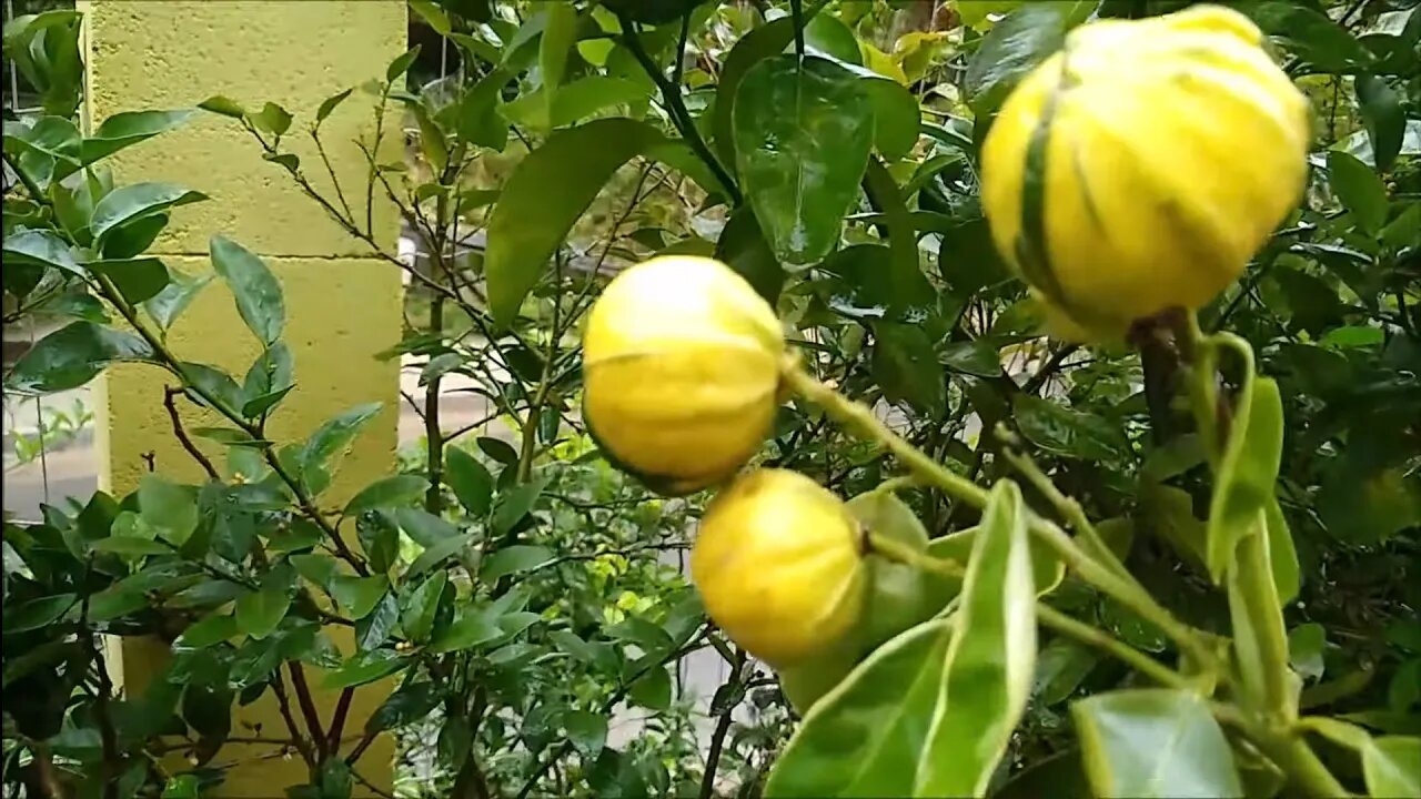 frutíferas produzindo em vaso longan mini caqui mirtilo cereja matosi uva gabiroba escarlat maçã...