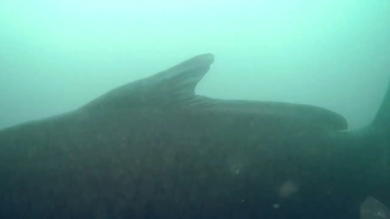 what fish are ignoring my bait...