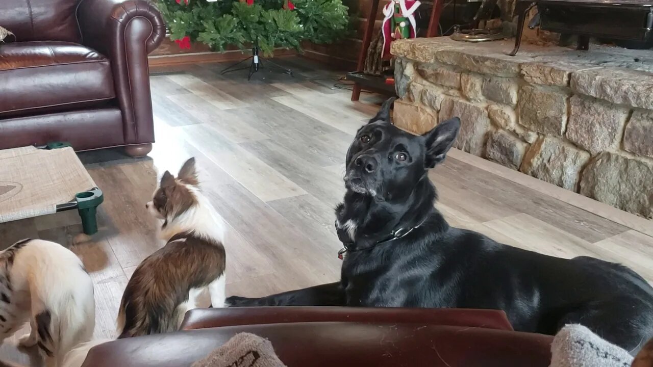 👉🐕Belgian Malinois vs Two Chihuahuas🐕👈®️®️