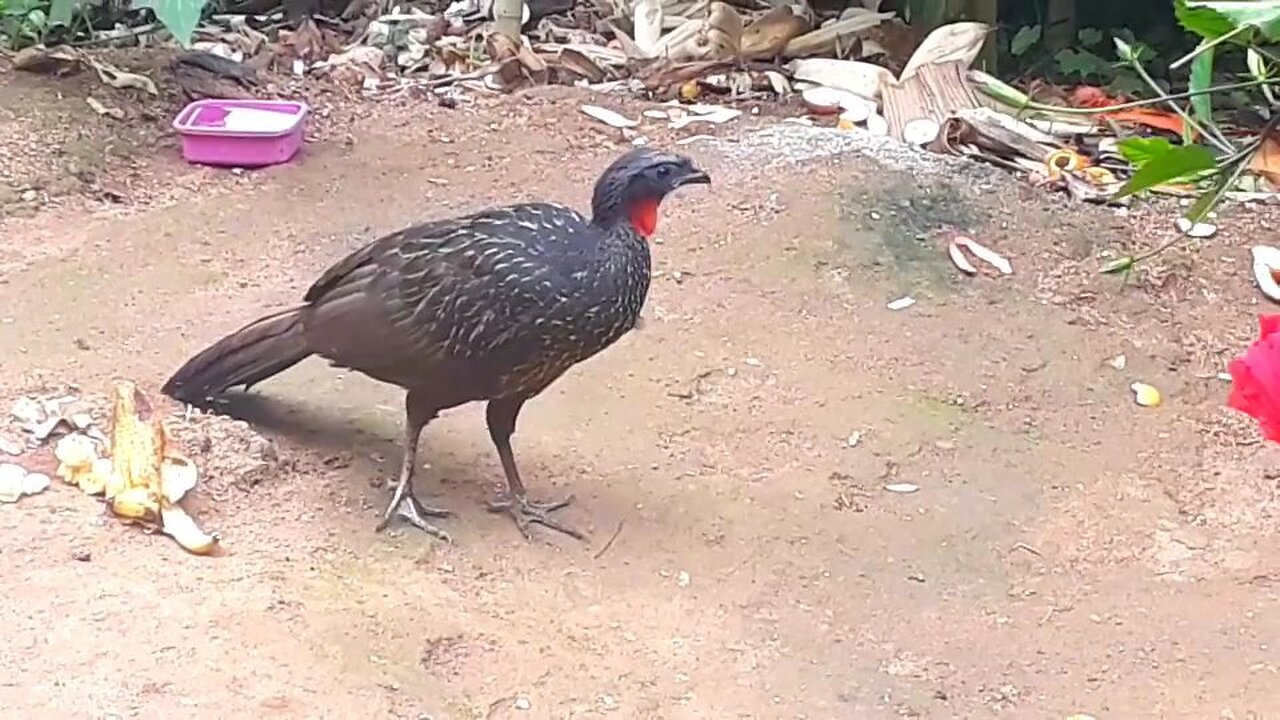 O Jacu em Ação: Caçando Comida na Natureza