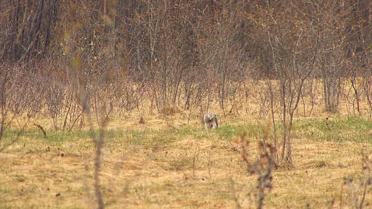 Hawk Eating Its Prey in the Meadow