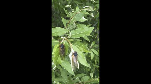 Cicadas!!!!!!!