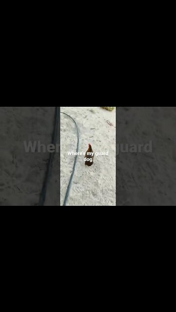 Chicken Run, where’s my guard dog