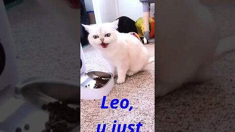 #cute Liza hissing at Leo, he just stepped on her tail while she was eating🤬😠