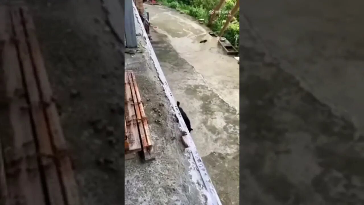 Ninja Sh*T: Beekeeper Protecting His Bees From Being Attacked By Hornets!