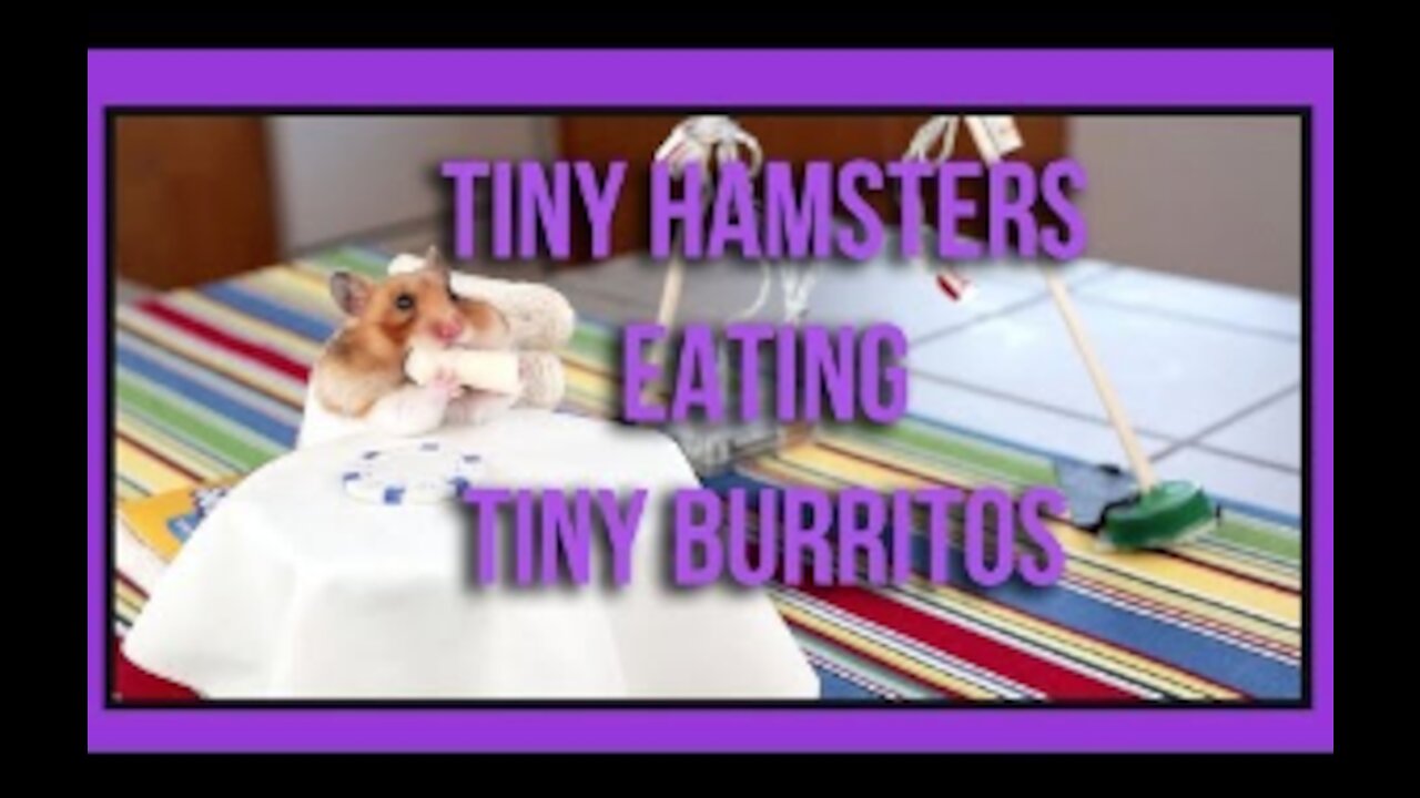 Tiny Hamster Eating Tiny Burritos