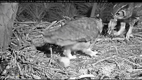 Dad Serves Up Dinner-Cam One 🦉 2/21/22 21:05