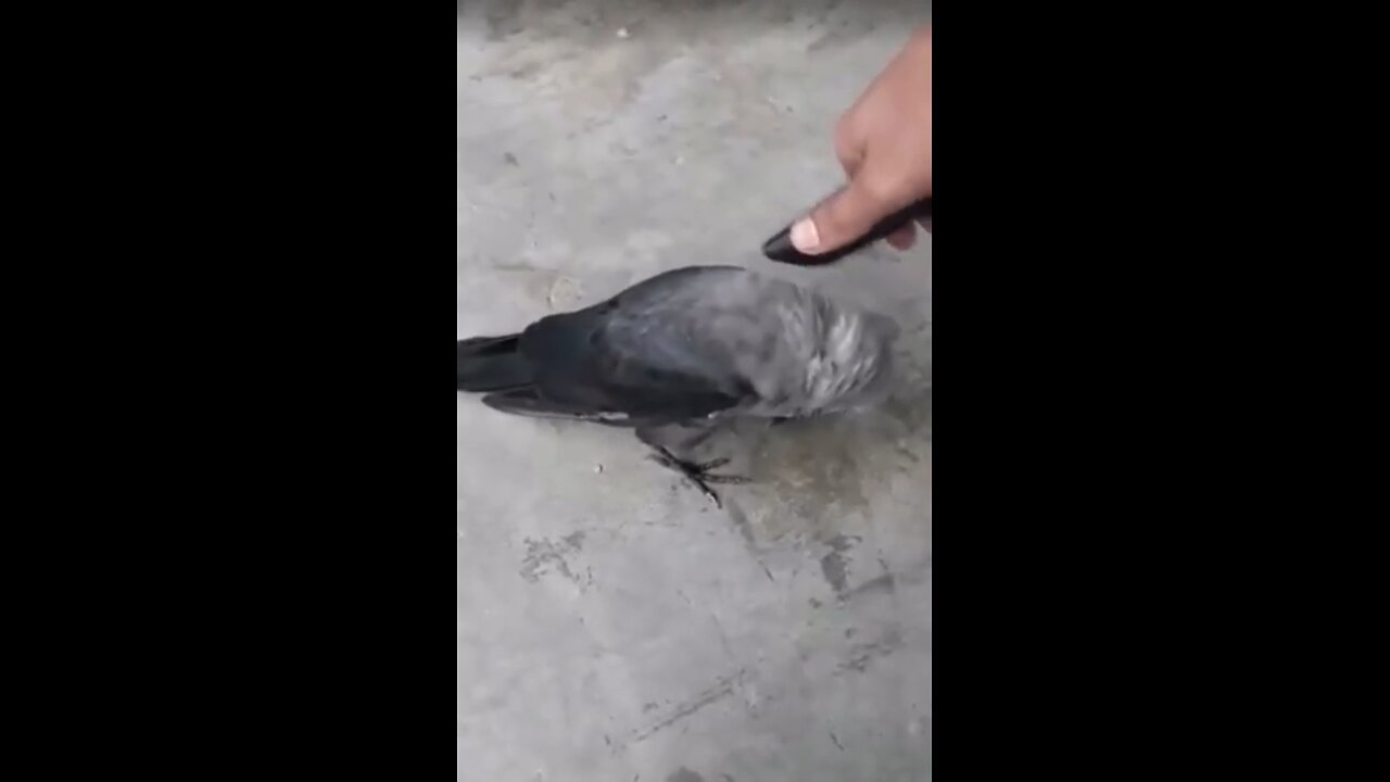 Pigeon favorite music