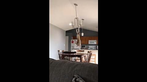 Cat video