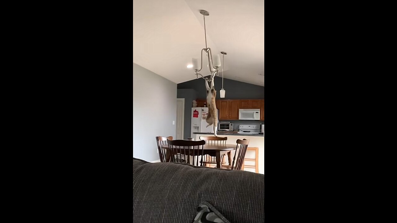 Cat video