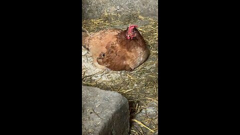 The latest Hen and her Chicks