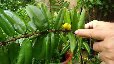 frutíferas raras a patir de 10,00 reais pitangatuba bananinha mangostim pinha do asteca achachairu